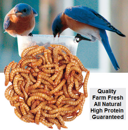 Bulk Mealworms 1000 Count